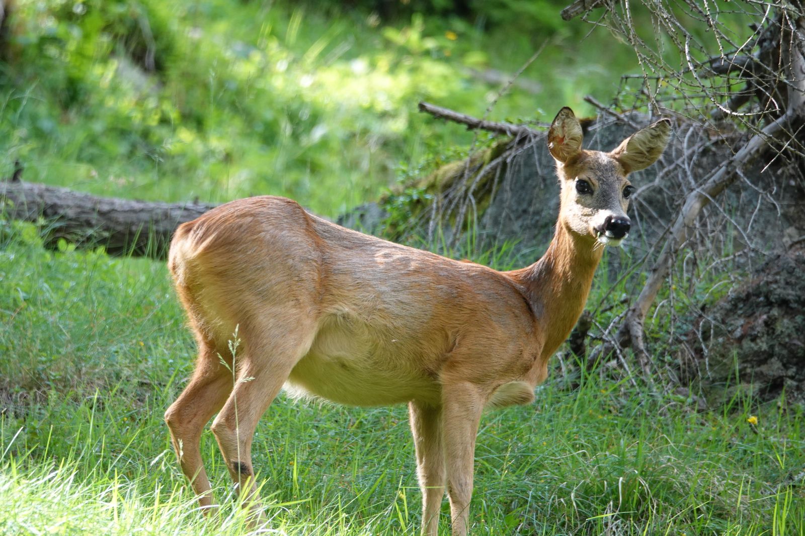 Căprioară europeană cu blană roșcată, stând în iarbă la marginea pădurii