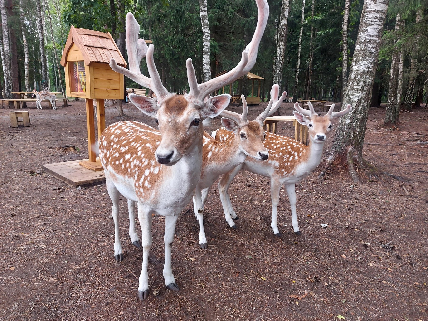 Trei cerbi lopătari cu coarne în catifea, într-un parc de vizitare cu hrănitoare de lemn printre mesteceni