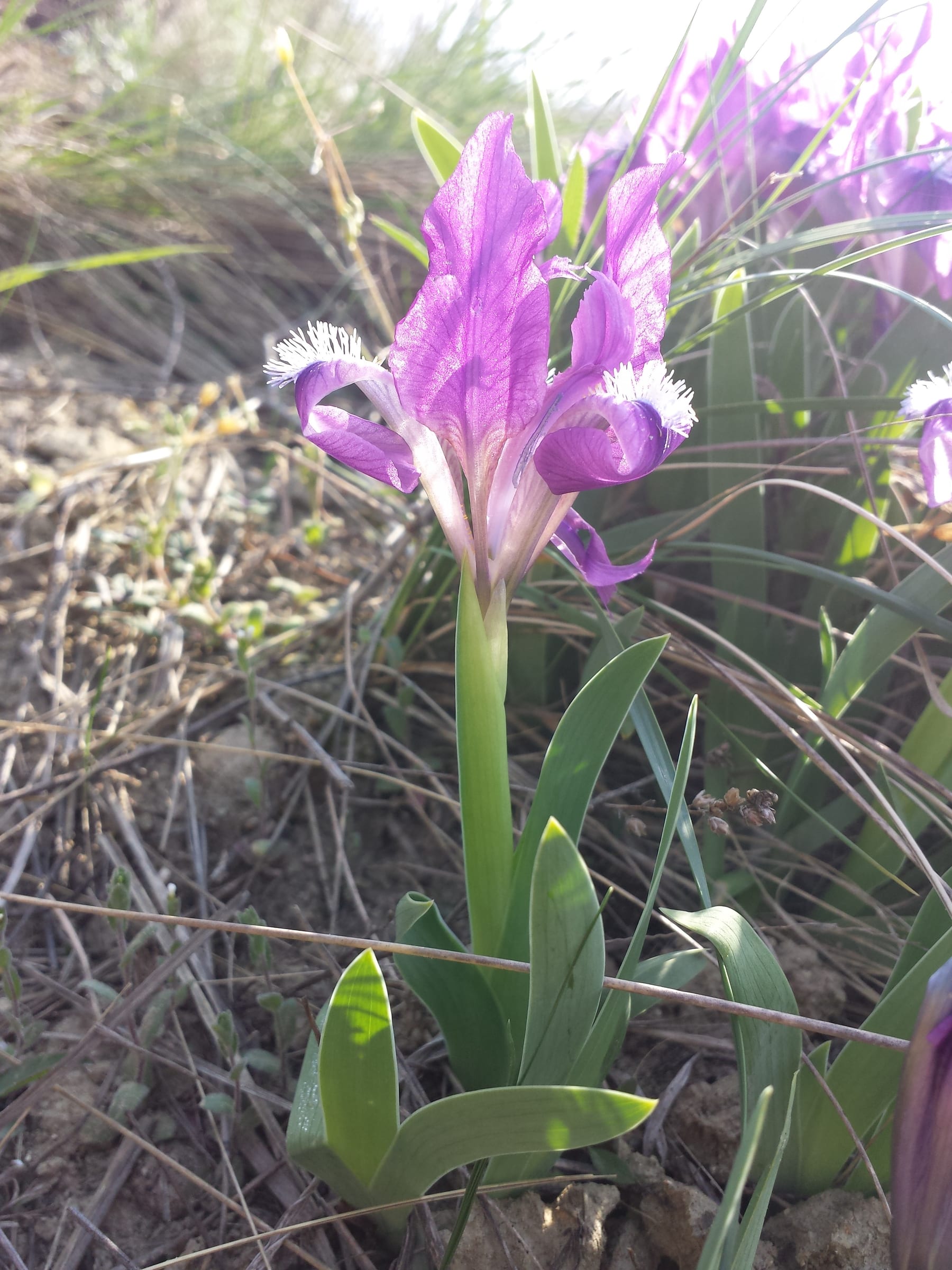 Stânjenelul pitic Iris pumila cu flori violet și sepale lăsate cu pete galbene pe pajiște stepică, specie rară de habitat deschis