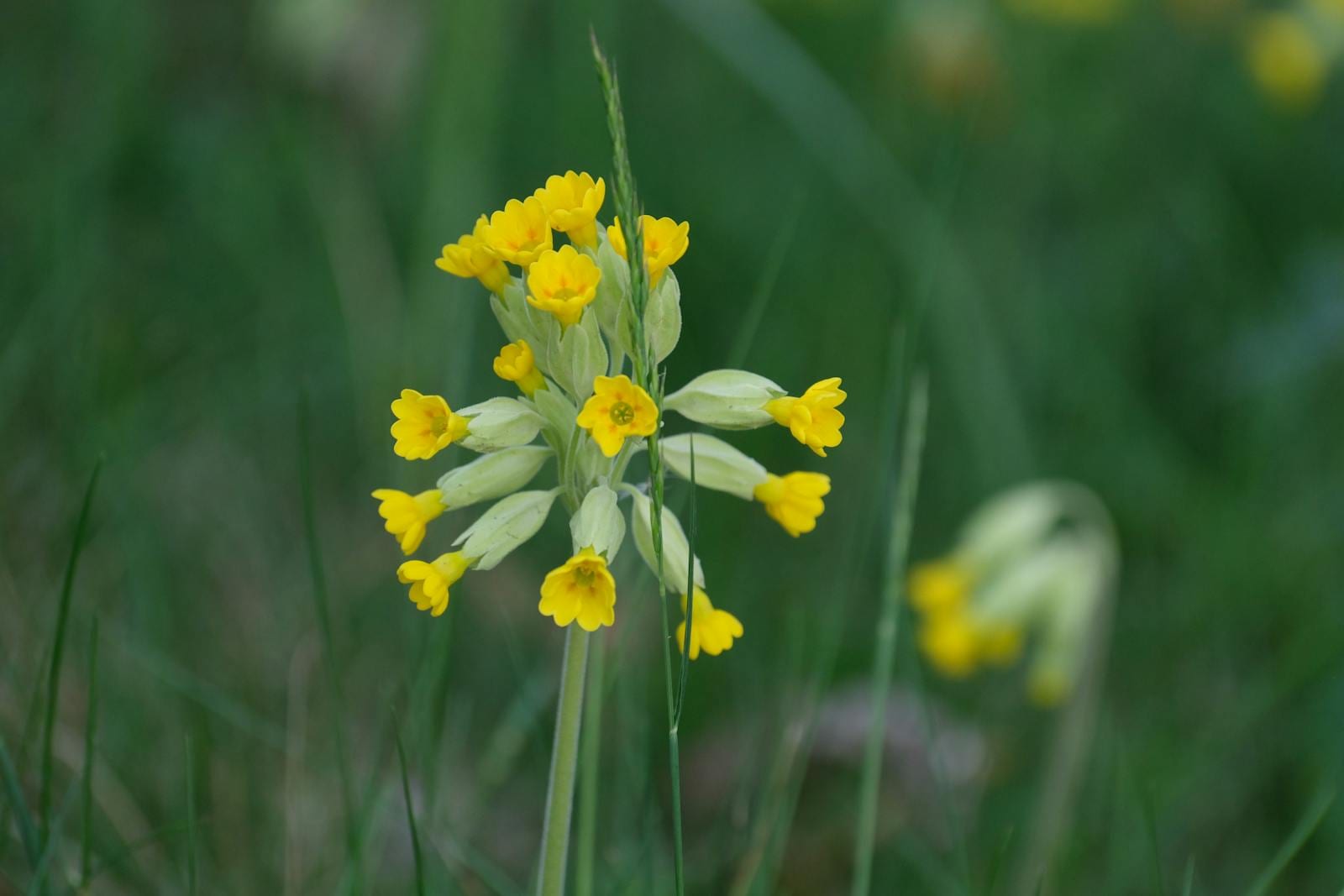 Ciuboțica-cucului Primula veris cu clopoței galbeni grupați în umbrelă pe tulpina de primăvară, pajiște umedă lângă lizieră