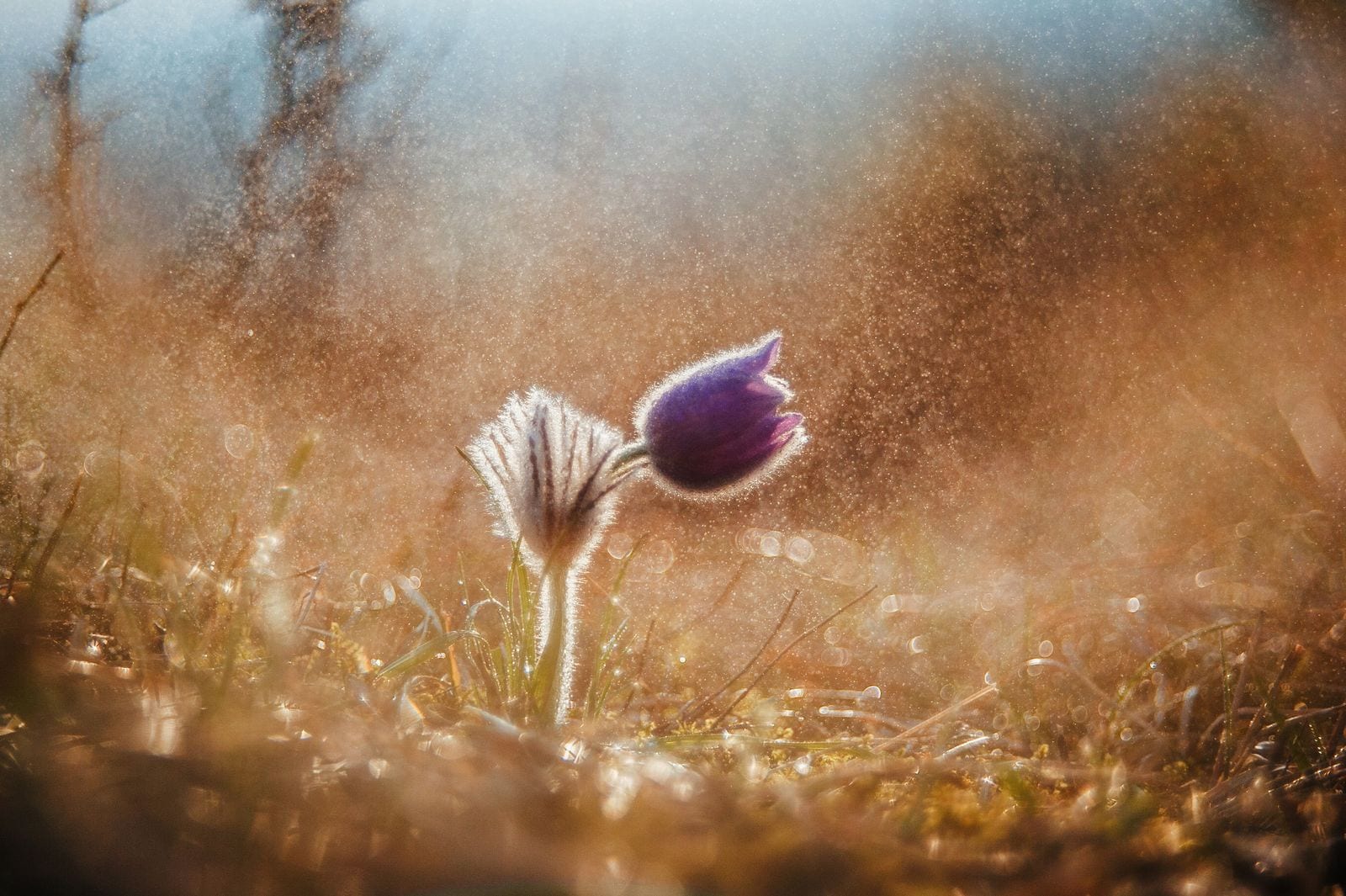 Pulsatilla montana înflorită primăvara devreme cu petale violet-mov ca un clopoțel și peri argintii pe tijă, specie protejată pe pajiștea stepică din Poiana cu Schit