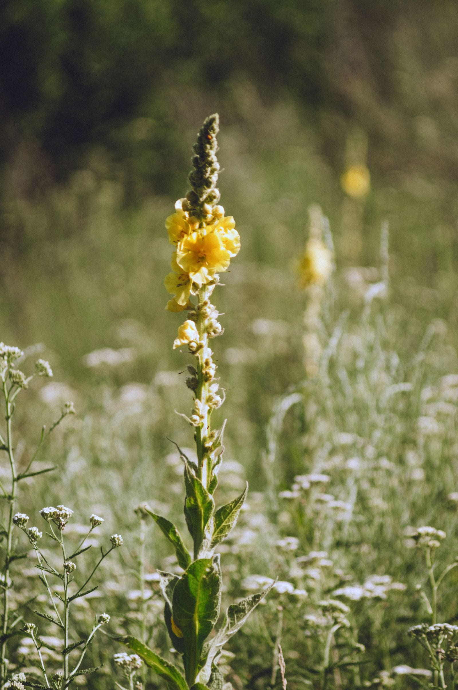 Coada-vacii Verbascum thapsus cu spic vertical galben dens înflorit în pajiștea de vară din Moldova