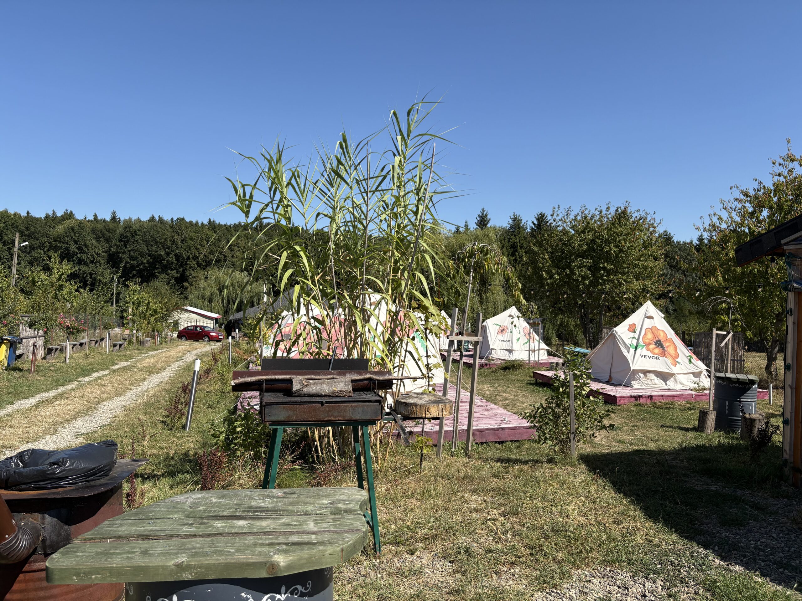 Corturi albe tip clopot, pictate de mână cu maci roșii, pe podele de lemn — corturile de dormit care pot însoți o nuntă la cort la țară, cu pădurea în spate